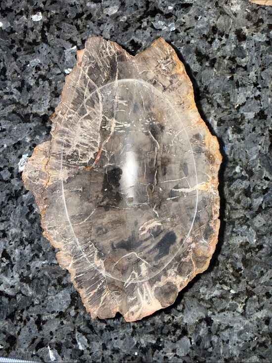 Crystal Luxury Psychology Other - Petrified Wood Custom Bowl B 5 x 7.25” 4 LBS